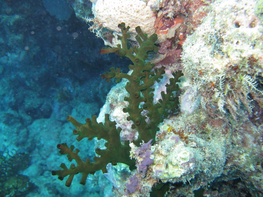 Dive Photos/2009-07 Great Barrier Reef/img_0948.jpg
